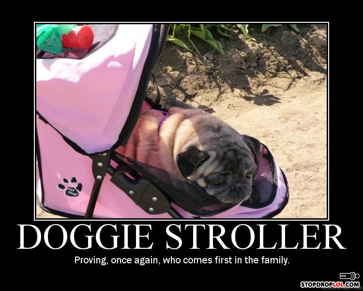 Doggie_stroller