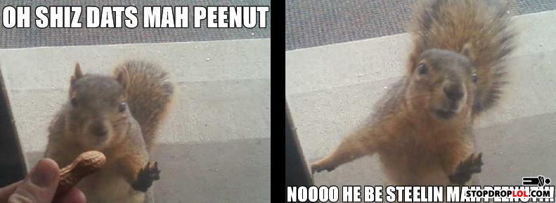 Squirrelz