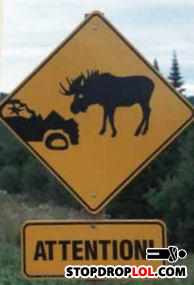 Moose_crossing