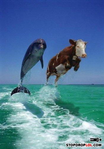 Funny_0052