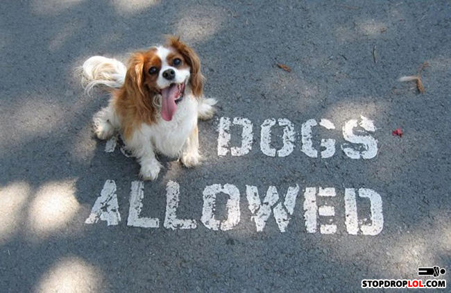 Dogs