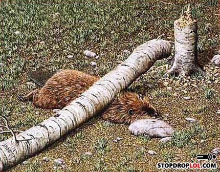 Beaver