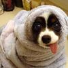 Towel