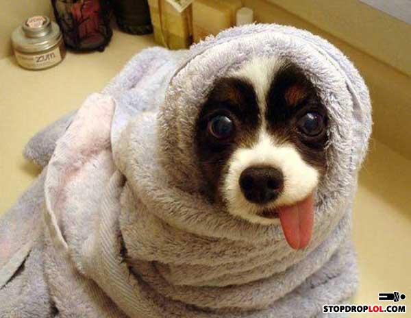 Towel